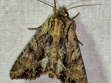 Świecenia nocne w PKWŁ  - czyli bliskie spotkania z motylami nocnymi 11 lipca 2025 r., 