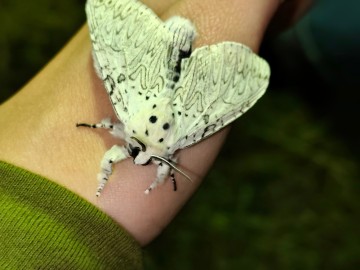 Świecenia nocne w PKWŁ  - czyli bliskie spotkania z motylami nocnymi 11 lipca 2025 r., 