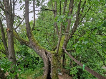 Pielęgnacja pomników przyrody na terenie Sieradzkich PK, 