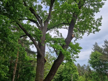 Pielęgnacja pomników przyrody na terenie Sieradzkich PK, 