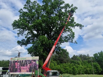 Pielęgnacja pomników przyrody na terenie Sieradzkich PK, 